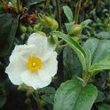 Cistus laurifolius fleur